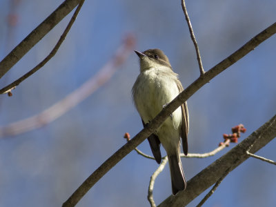 Eastern Phoebe (Sayornis Phoebe) Östlig fibi