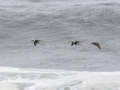 Long-tailed Duck (Clangula hyemalis) Alfågel