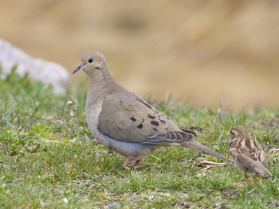 Mourning Dove (Zenaida macroura) Spetsstjärtad duva