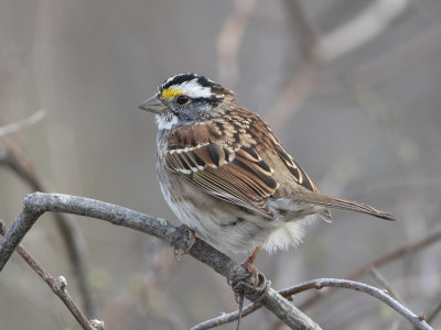 White-throated Sparrow (Zonotrichia albicollis) Vitstrupig sparv