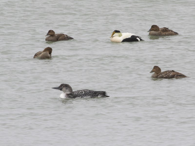 Common Loon (Gavia immer) Svartnäbbad islom