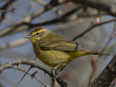 Palm Warbler (Setophaga palmarum) Brunhättad skogssångare