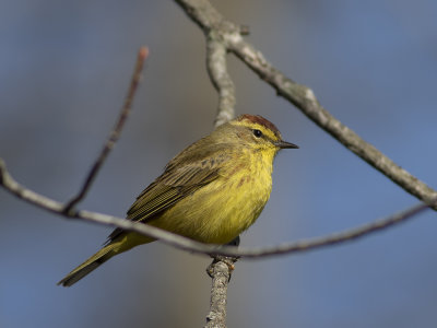 Palm Warbler (Setophaga palmarum) Brunhättad skogssångare