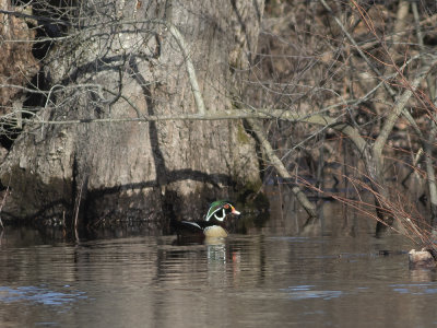 Wood Duck (Aix sponsa) Brudand