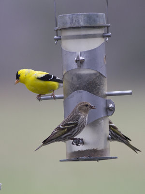 Pine Siskin (Spinus pinus) tallsiska 