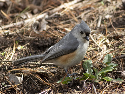 Tufted Titmouse (Baeolophus bicolor) Östgråmes