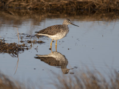 Greater Yellowlegs (Tringa melanoleuca) Större gulbena