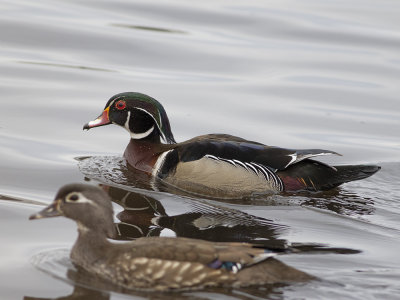 Wood Duck (Aix sponsa) Brudand