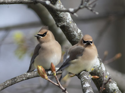 Cedar Waxwing (Bombycilla cedrorum) Indiansidensvans