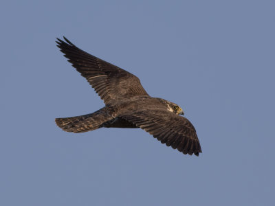 Peregrine Falcon (Falco peregrinus) Pilgrimsfalk