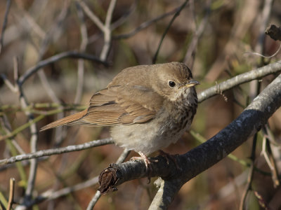 Hermit Thrush (Catharus guttatus) Eremitskogstrast