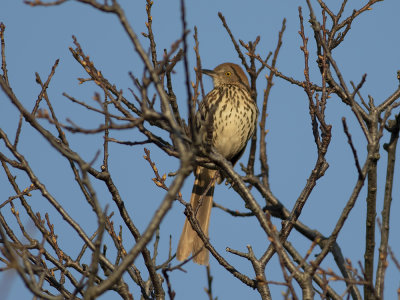 Brown Thrasher (Toxostoma rufum) Rödbrun härmtrast