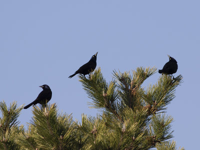 Common Grackle (Quiscalus quiscula) Mindre båtstjärt