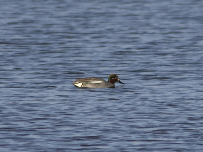 Eurasian Teal (Anas crecca) Kricka