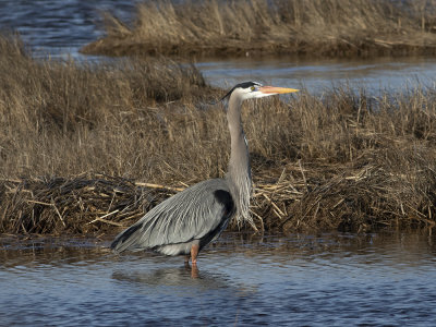 Great Blue Heron (Ardea herodias) Amerikansk gråhäger