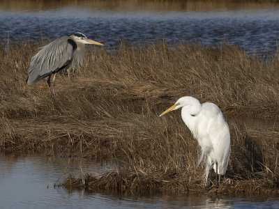 Great egret (Ardea alba) Ägretthäger