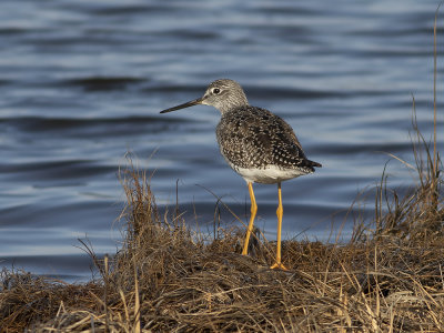 Greater Yellowlegs (Tringa melanoleuca) Större gulbena
