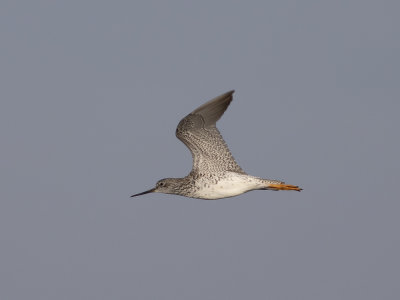 Greater Yellowlegs (Tringa melanoleuca) Större gulbena