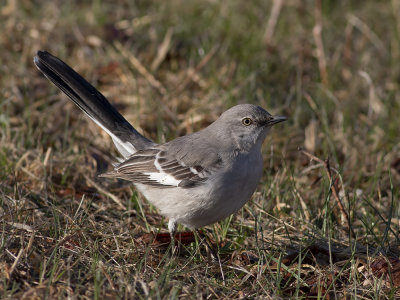 Northern Mockingbird (Mimus polyglottos) Nordlig härmtrast