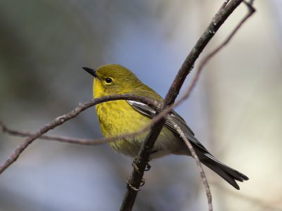 Pine Warbler (Setophaga pinus) Tallskogssångare