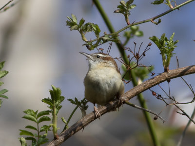 Carolina Wren (Thryothorus ludovicianus) Karolinagärdsmyg