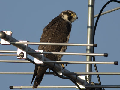 Peregrine Falcon (Falco peregrinus) Pilgrimsfalk