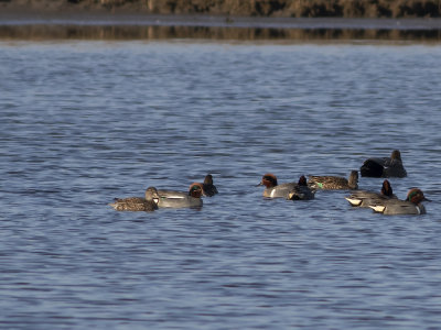 Eurasian Teal (Anas crecca) Kricka