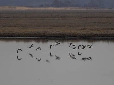 Green-winged Teal (Anas carolinensis) Amerikansk kricka
