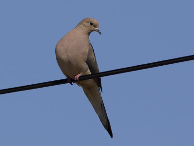 Mourning Dove (Zenaida macroura) Spetsstjärtad duva