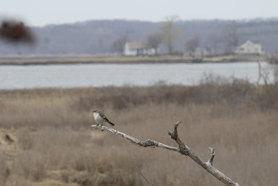 Northern Mockingbird (Mimus polyglottos) Nordlig härmtrast