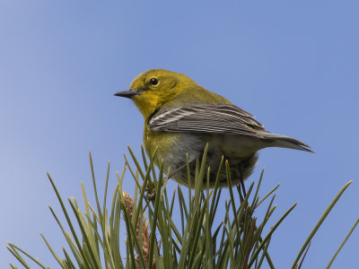 Pine Warbler (Setophaga pinus) Tallskogssångare
