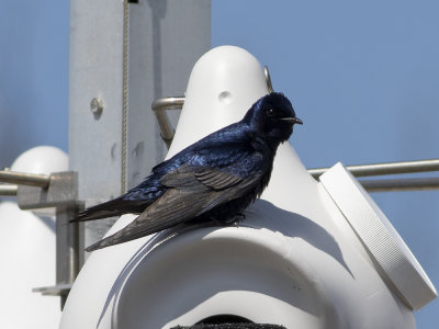 Purple Martin (Progne subis) Blå storsvala