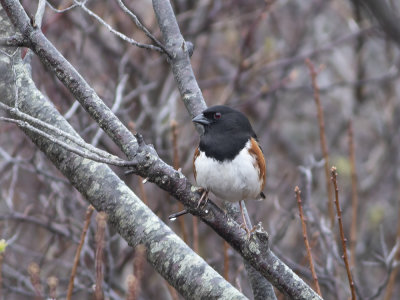 Eastern Towhee (Pipilo erythrophthalmus) Brunsidig busksparv