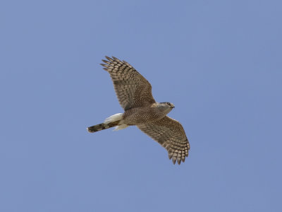 Cooper's Hawk (Accipiter cooperii) Cooperhök