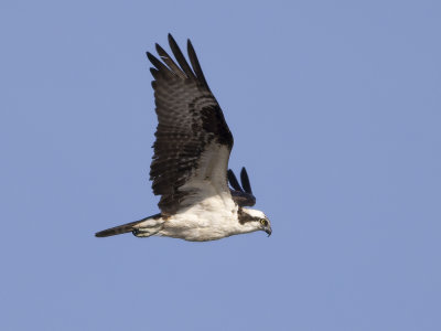 Western Osprey (Pandion haliaetus) Fiskgjuse