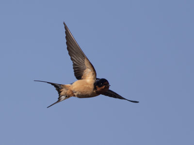 Barn Swallow (Hirundo rustica erythrogaster) Ladusvala