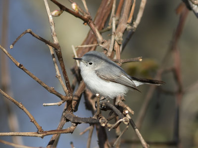 Blue-grey Gnatcatcher (Polioptila caerulea) Svartbrynad myggsnappare
