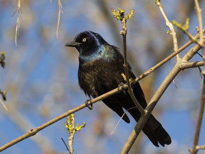 Common Grackle (Quiscalus quiscula) Mindre båtstjärt