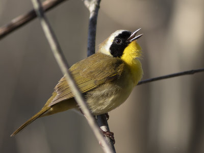 Common Yellowthroat (Geothlypis trichas) Gulhake