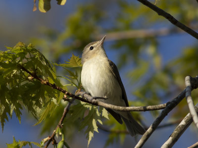 Warbling Vireo (Vireo gilvus) Sångvireo