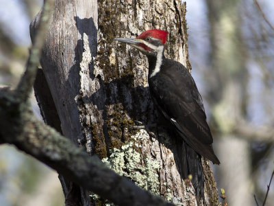 Pileated Woodpecker (Dryocopus pileatus) Amerikansk spillkråka