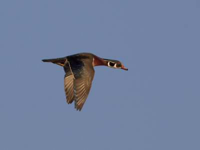 Wood Duck (Aix sponsa) Brudand