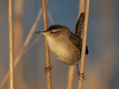 Marsh Wren (Cistothorus palustris) Krrgrdsmyg