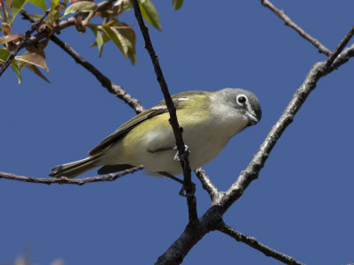 Blue-headed Vireo (Vireo solitarius) Glasögonvireo