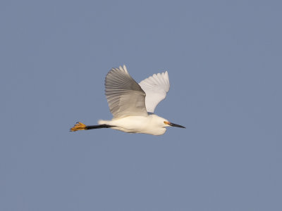 Snowy Egret (Egretta thula) Snöhäger