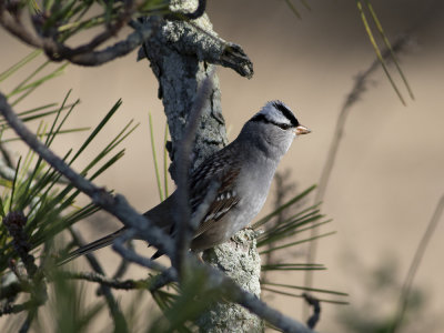 White-crowned Sparrow (Zonotrichia leucophrys) Viitkronad sparv