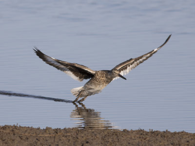 Willet (Tringa semipalmata) Willet