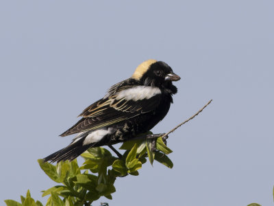 Bobolink (Dolichonyx oryzivorus) Bobolink