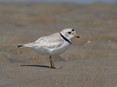 Piping Plover (Charadrius melodus) Flöjtstrandpipare