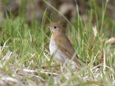Veery (Catharus fuscescens) Rostskogstrast